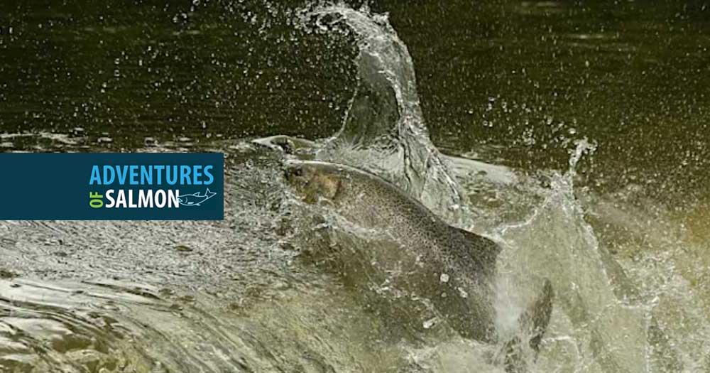 Salmon Adventure at Etienne Brulé Park