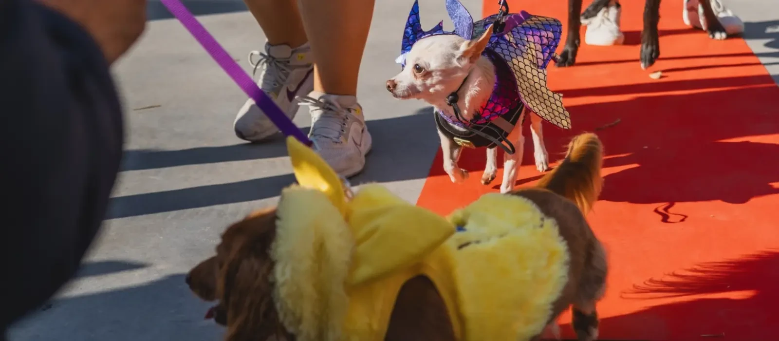 HOWL-O-WEEN