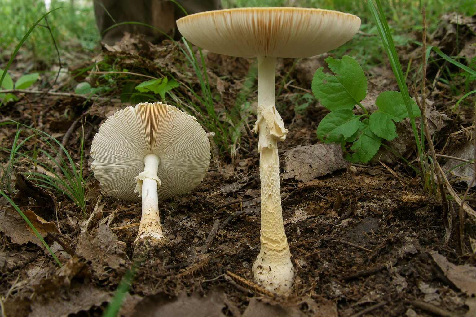 A Hidden Kingdom: Digging Deeper into the Ecology and Impact of Fungi