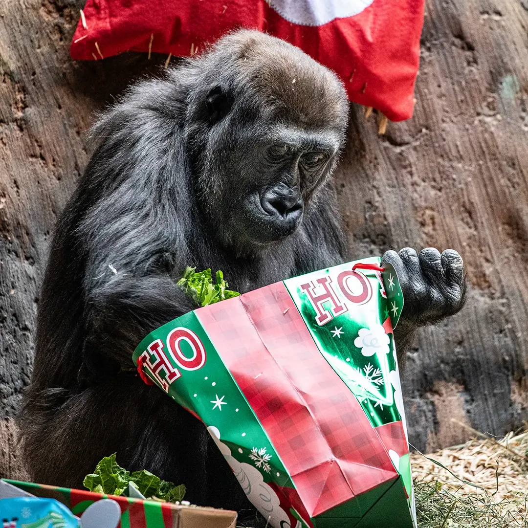 🎄 Celebrate Christmas Day at Your Toronto Zoo