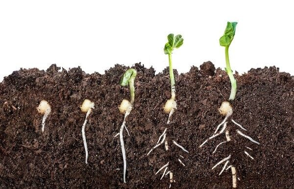 Fall Gardening: Seed Saving and Sowing, Growing Culinary Herbs