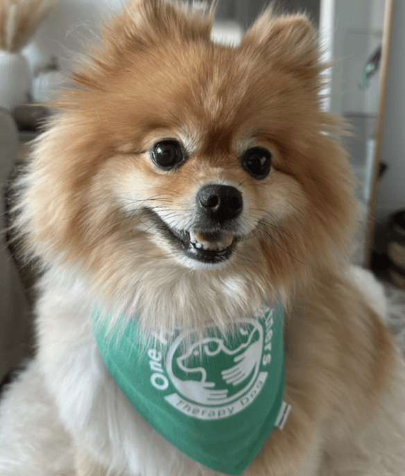 Knit, Crochet & Crafting Circle - evening sessions, featuring a therapy dog