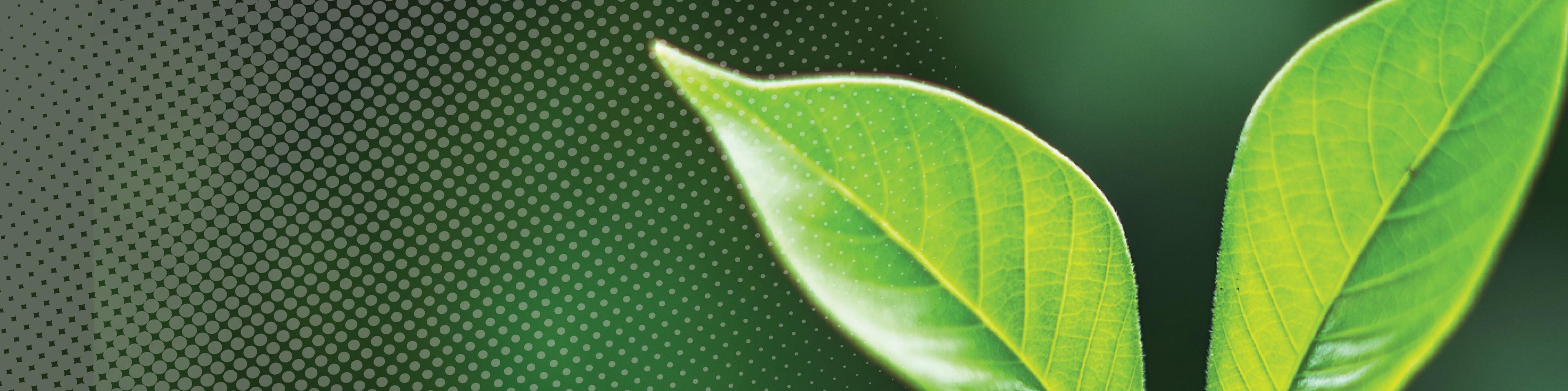 NatureTO: Trees Around the Branch