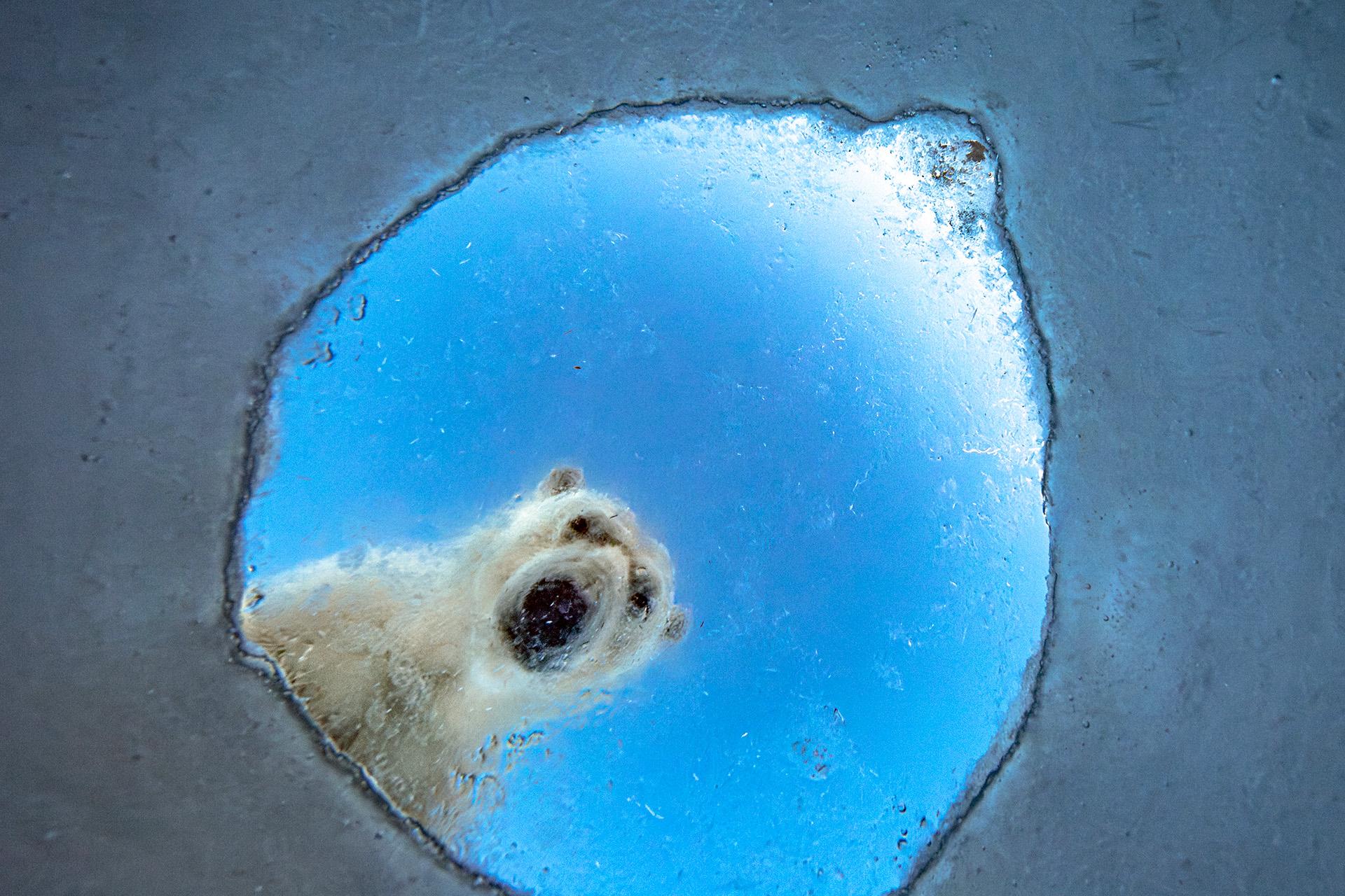 Wildlife Photographer of the Year (Members only)
